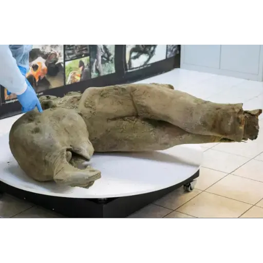 Scientists Unveil Remarkably Preserved 50,000-Year-Old Baby Mammoth