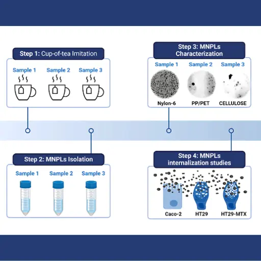 Commercial Tea Bags Release Millions of Microplastics, Penetrating Human Cells